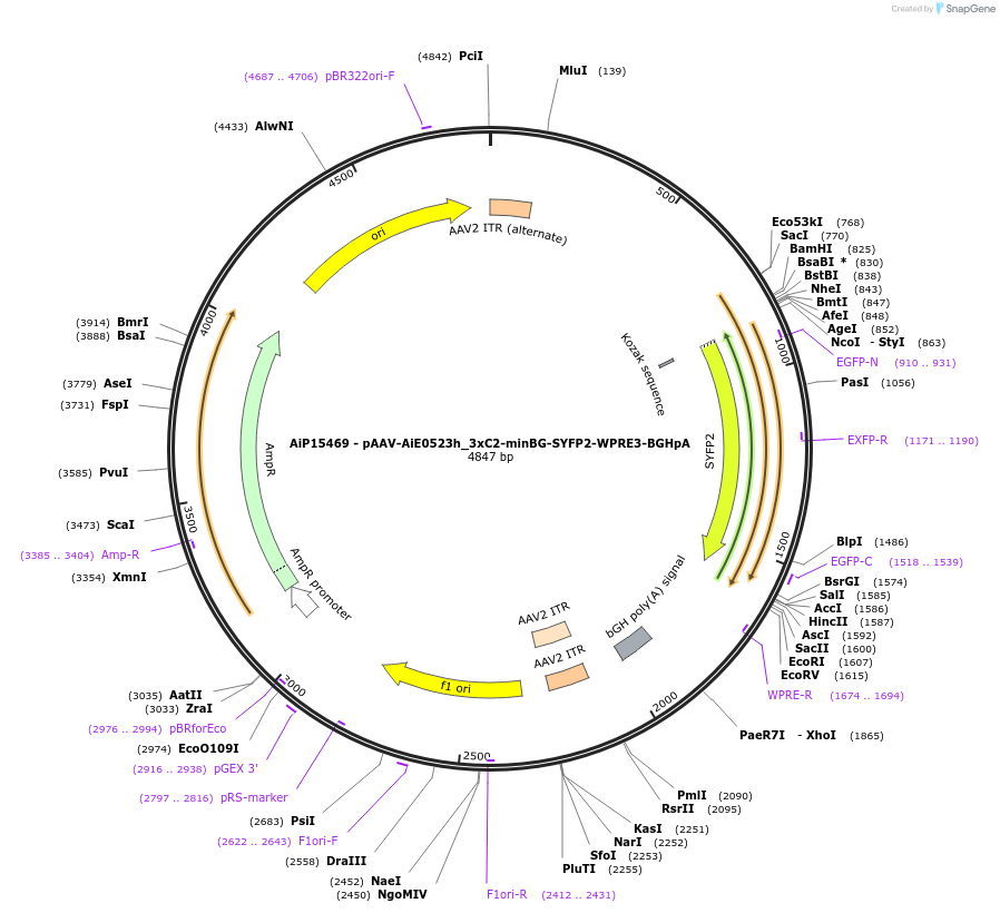 233575-plasmid-map-sequence-id-462823