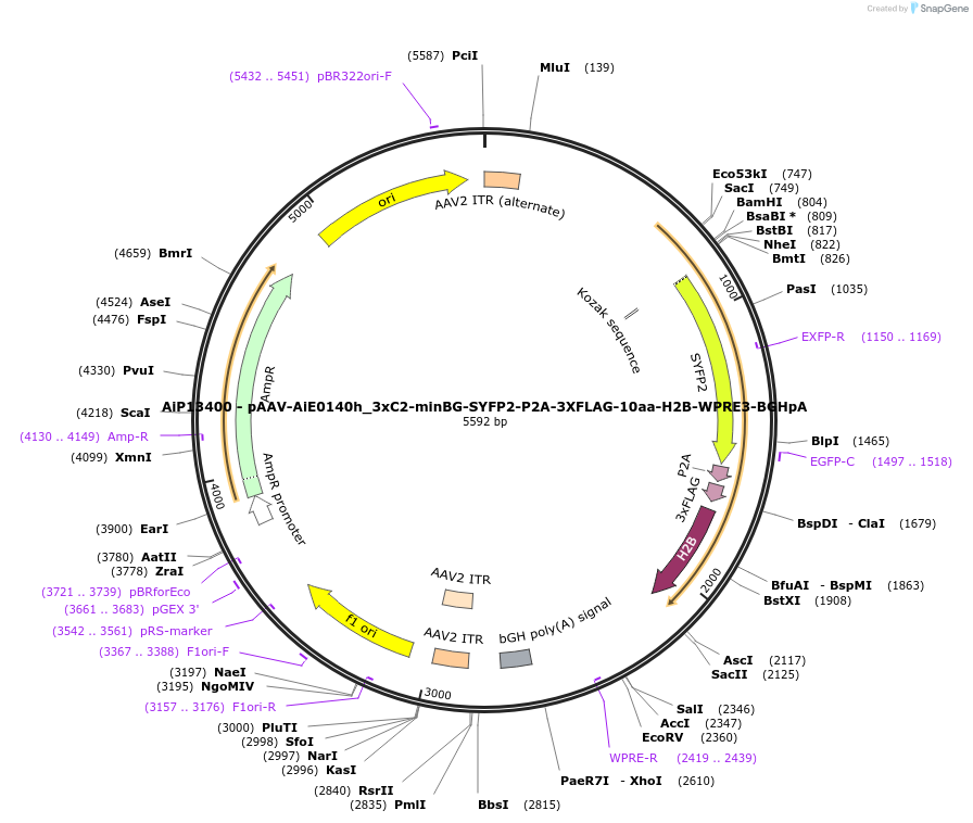 233568-plasmid-map-sequence-id-462824