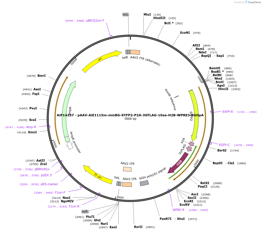 233569-plasmid-map-sequence-id-462825