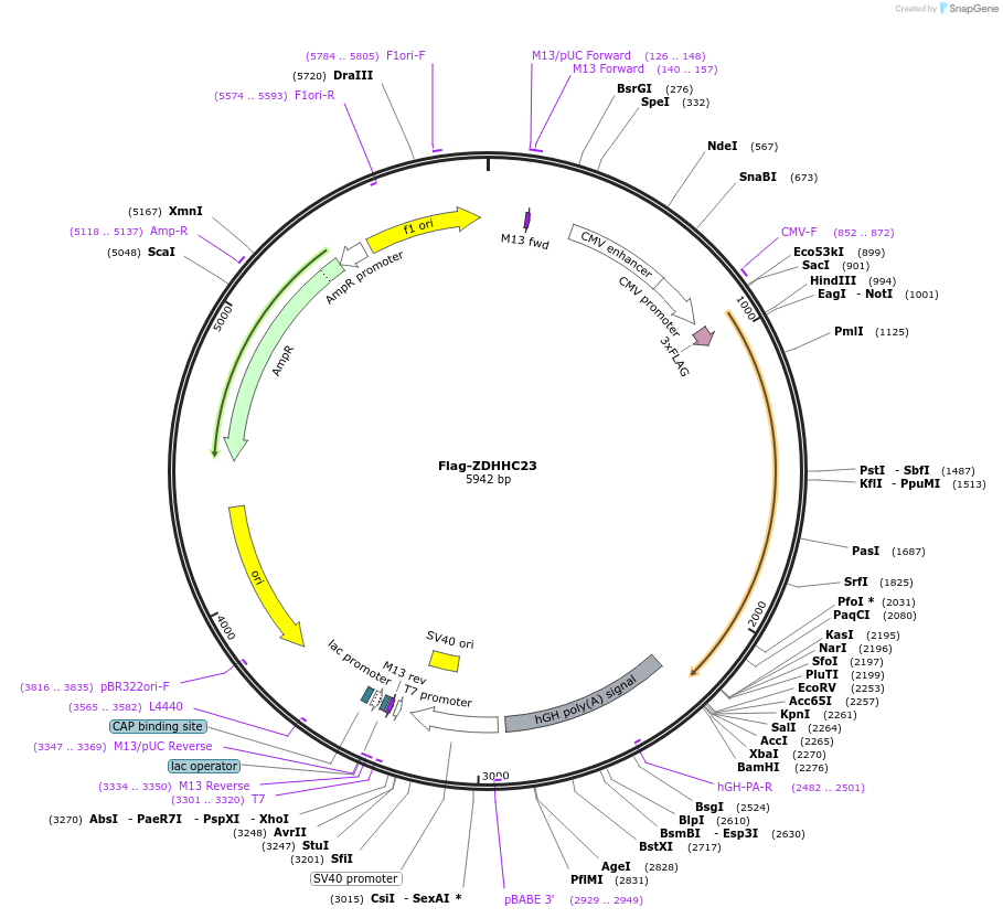 231671-plasmid-map-sequence-id-462834