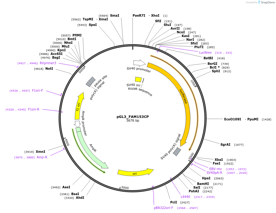 232377-plasmid-map-sequence-id-462835