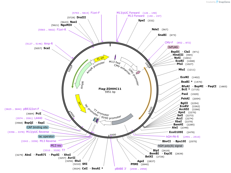 231659-plasmid-map-sequence-id-462837