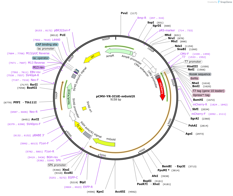 231790-plasmid-map-sequence-id-462838