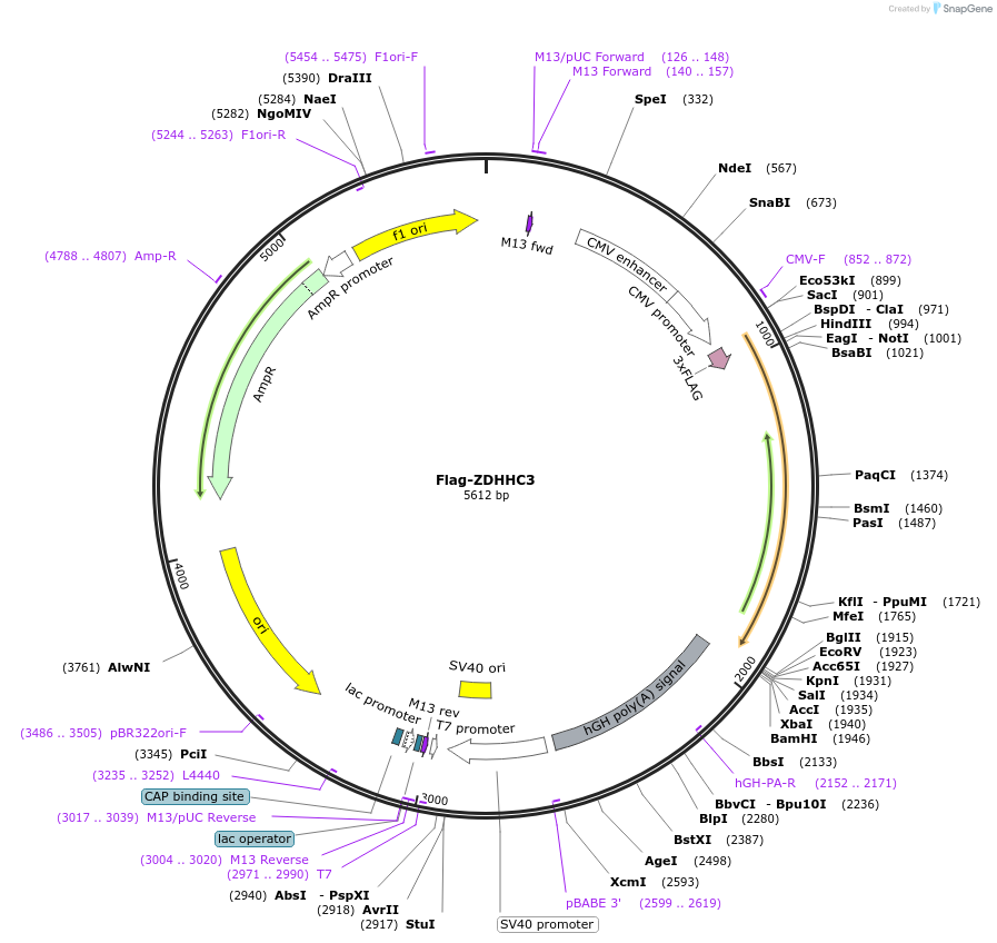 231652-plasmid-map-sequence-id-462840