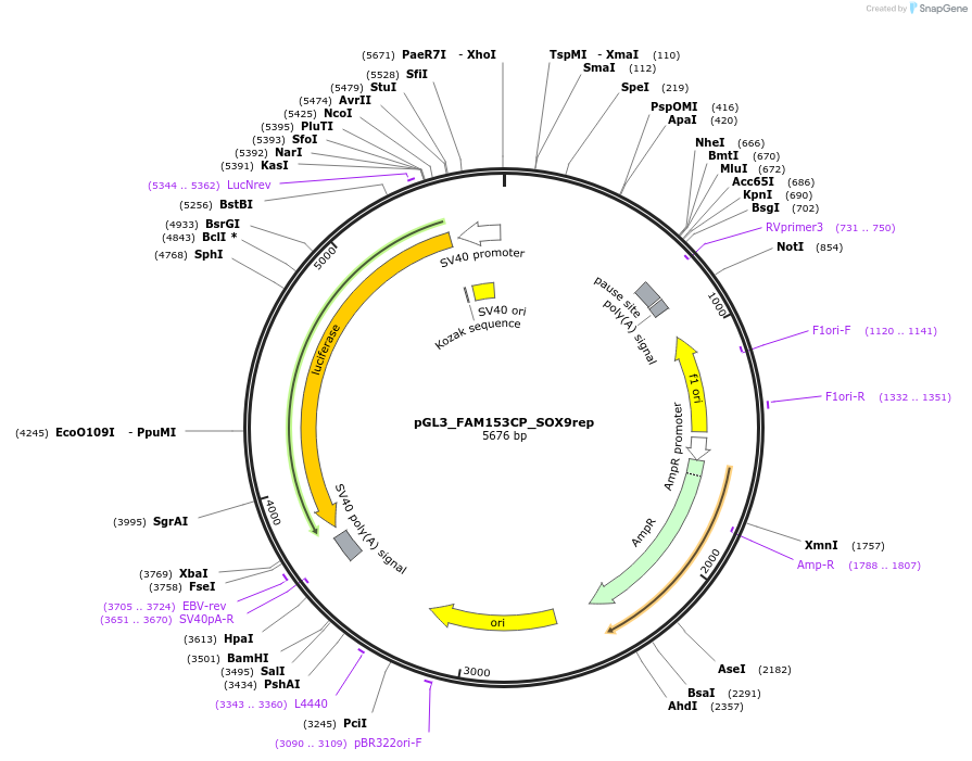232400-plasmid-map-sequence-id-462845