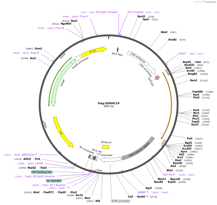 231667-plasmid-map-sequence-id-462850