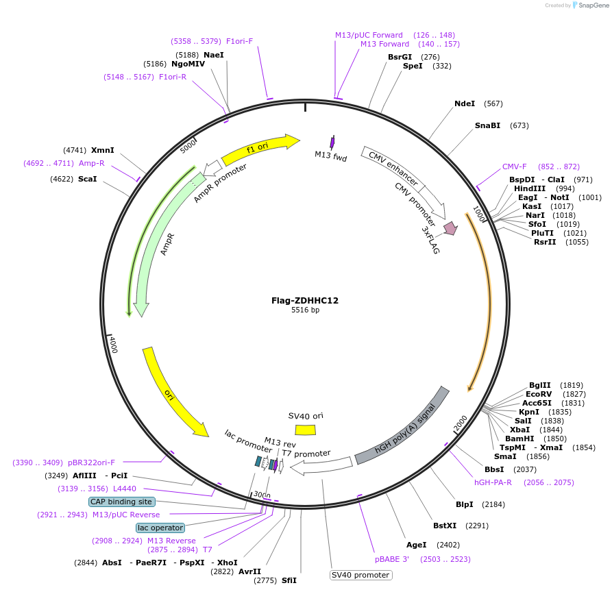 231660-plasmid-map-sequence-id-462851