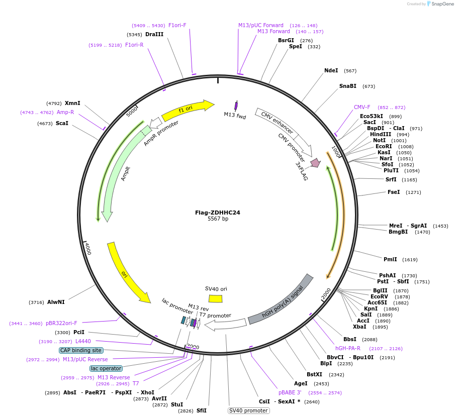231672-plasmid-map-sequence-id-462863