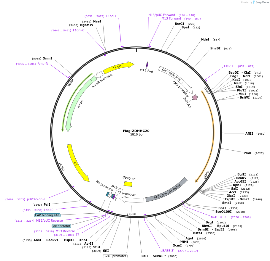 231668-plasmid-map-sequence-id-462864