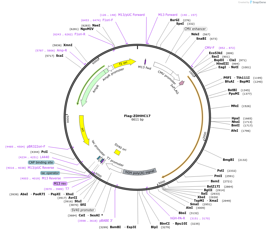 231665-plasmid-map-sequence-id-462865