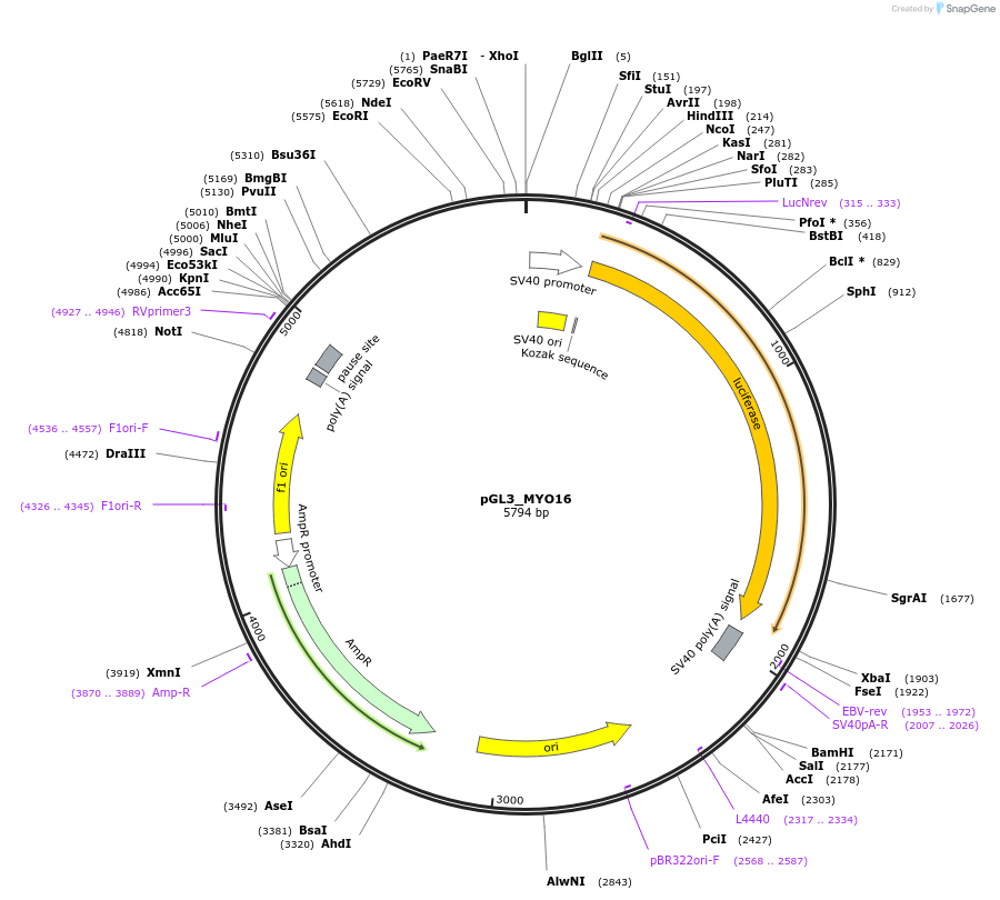 232390-plasmid-map-sequence-id-462872