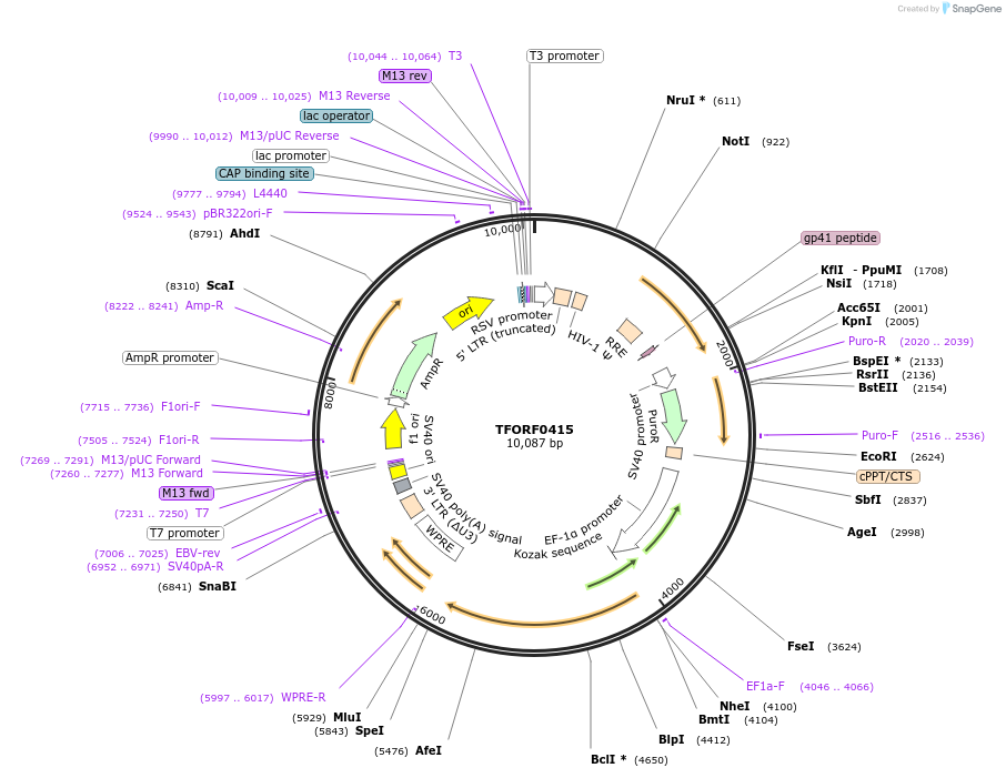 142618-plasmid-map-sequence-id-462875