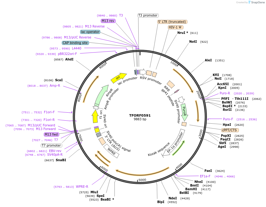 142654-plasmid-map-sequence-id-462879