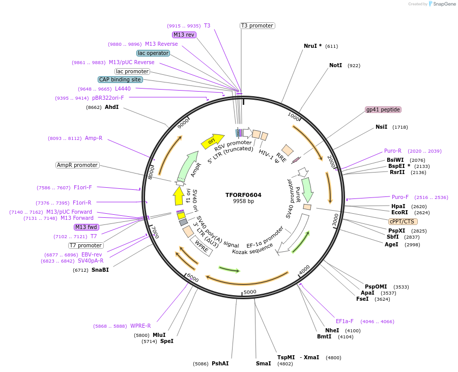 142657-plasmid-map-sequence-id-462880