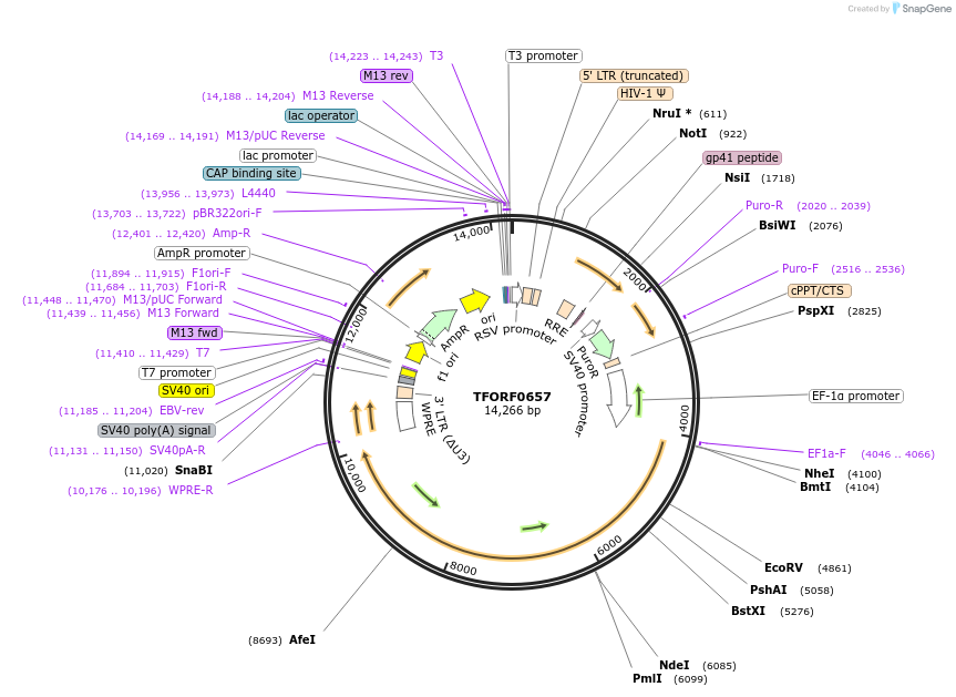 142670-plasmid-map-sequence-id-462881