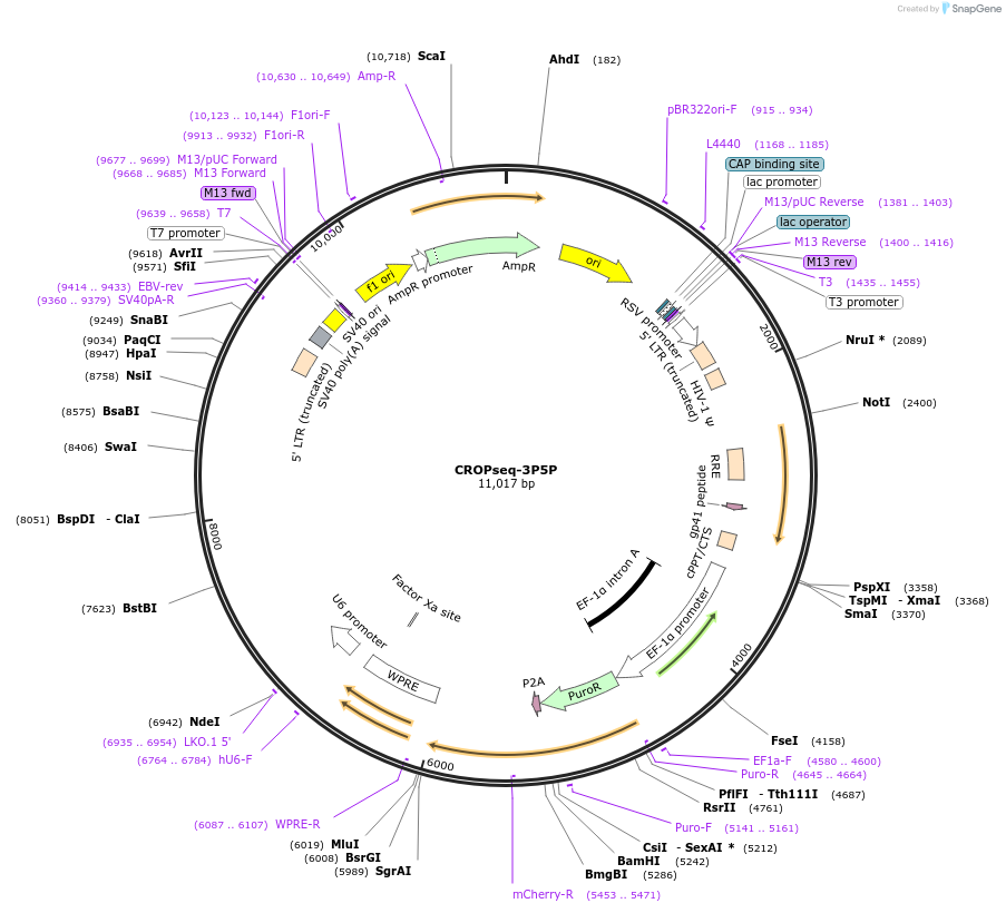 219680-plasmid-map-sequence-id-462884