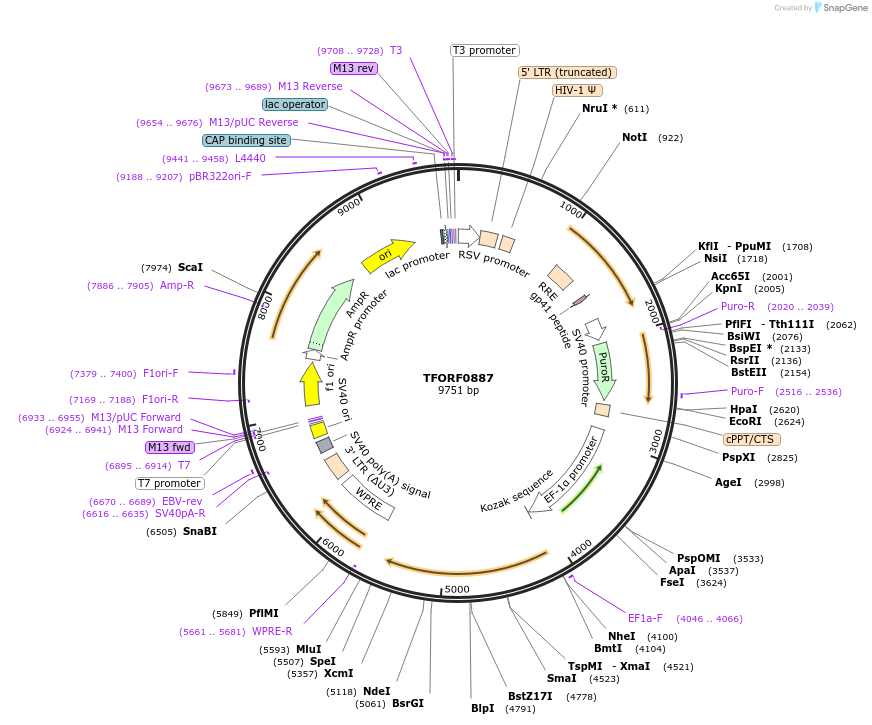 142703-plasmid-map-sequence-id-462886