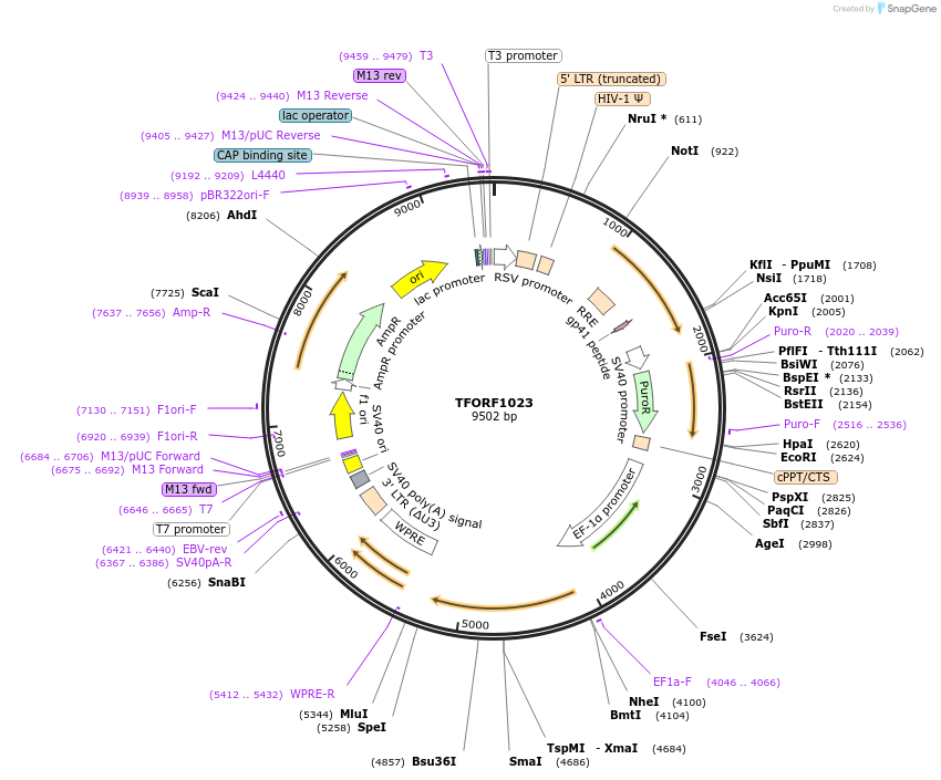 142718-plasmid-map-sequence-id-462888