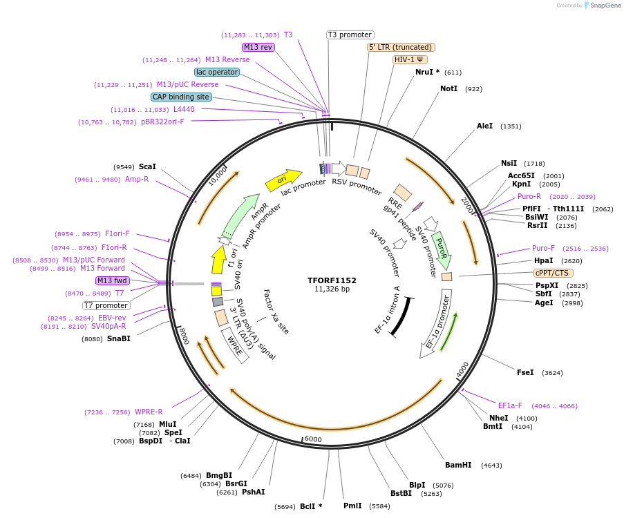 142739-plasmid-map-sequence-id-462892