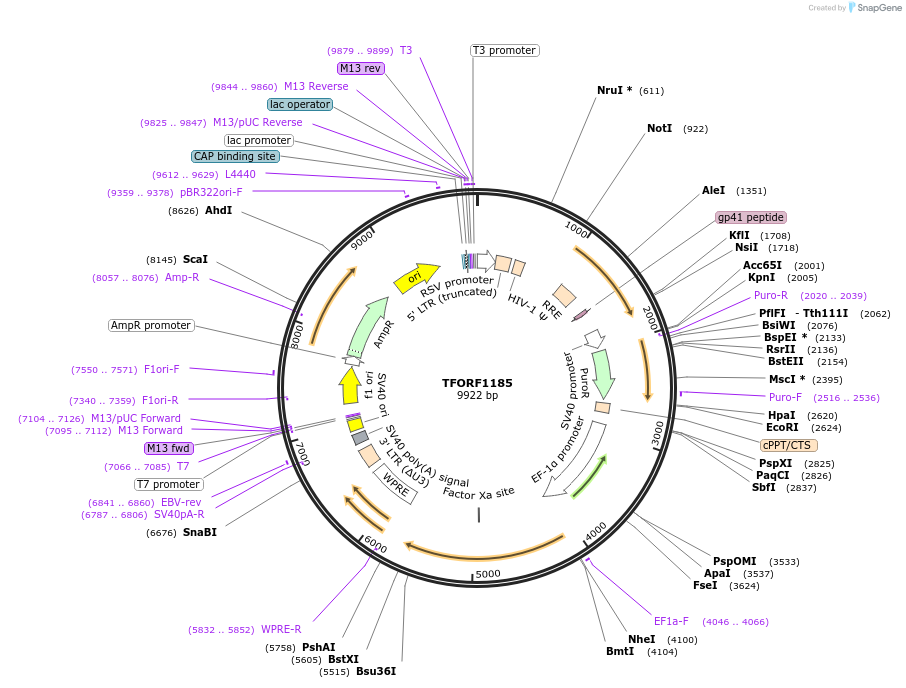 142747-plasmid-map-sequence-id-462893
