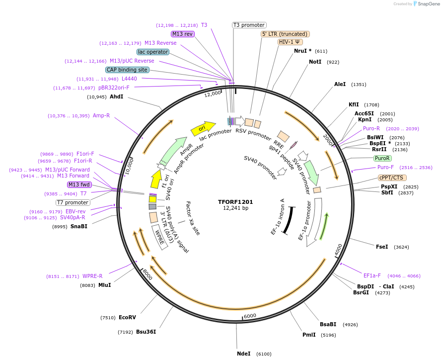 142751-plasmid-map-sequence-id-462894
