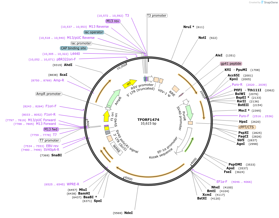 142801-plasmid-map-sequence-id-462901