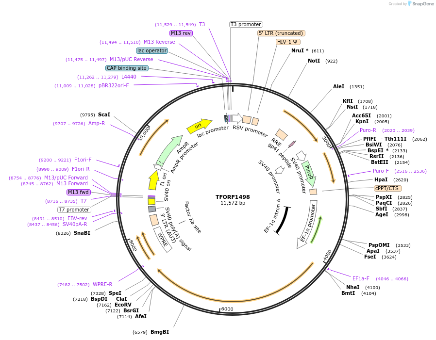 142806-plasmid-map-sequence-id-462902