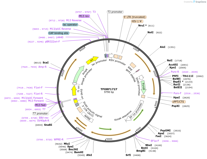 142837-plasmid-map-sequence-id-462906