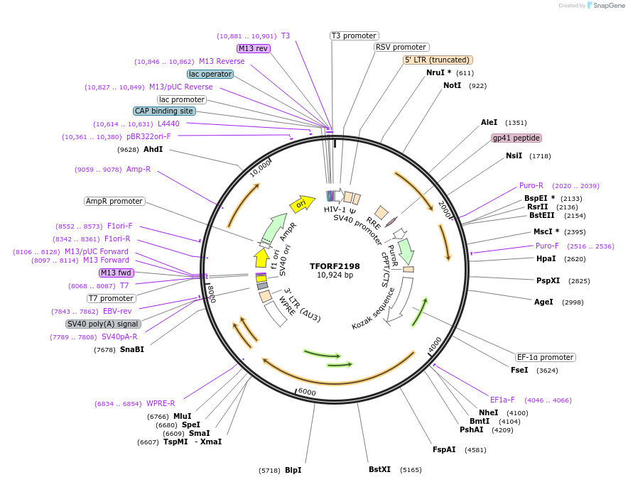 142924-plasmid-map-sequence-id-462913