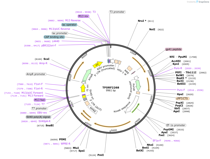 142928-plasmid-map-sequence-id-462914