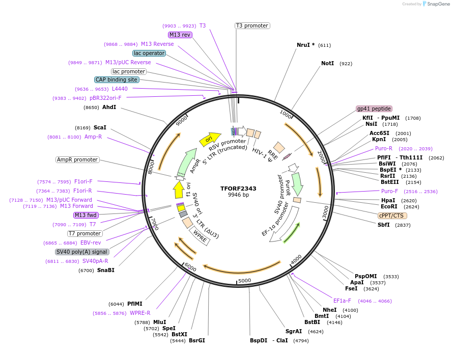 142931-plasmid-map-sequence-id-462915