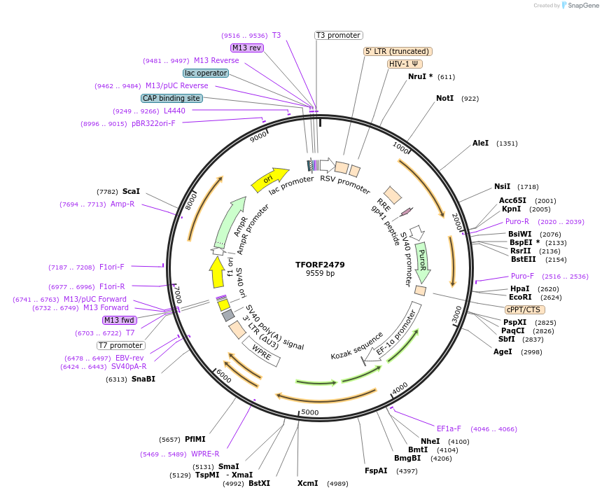 142947-plasmid-map-sequence-id-462916