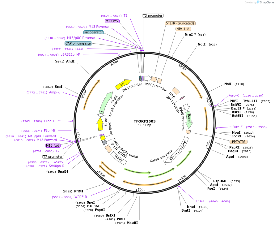 142950-plasmid-map-sequence-id-462917