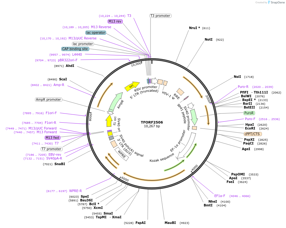 142951-plasmid-map-sequence-id-462918