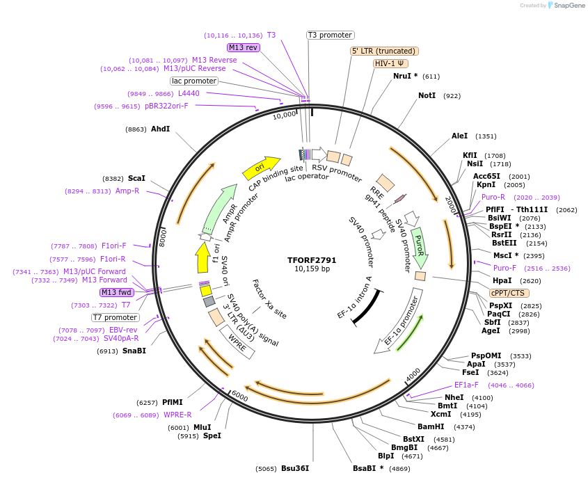 142991-plasmid-map-sequence-id-462921