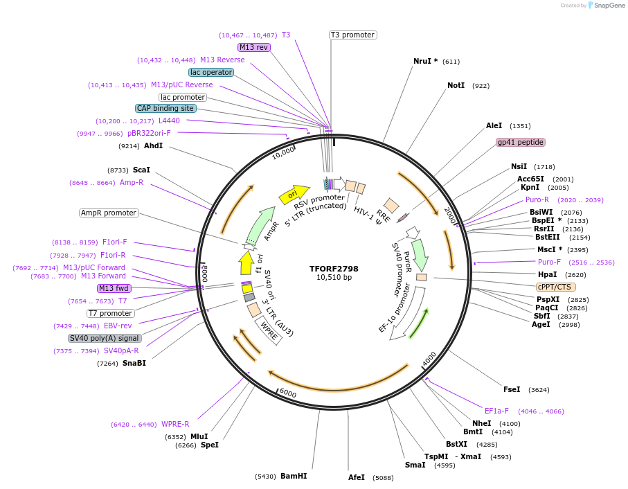 142994-plasmid-map-sequence-id-462922