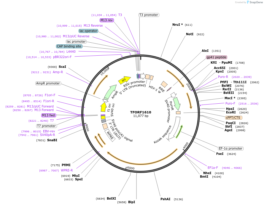 143141-plasmid-map-sequence-id-462927