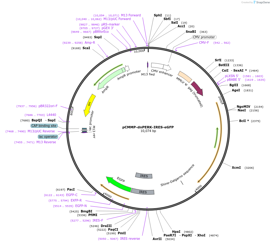36954-plasmid-map-sequence-id-46293
