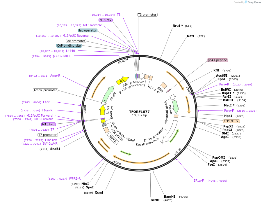 143164-plasmid-map-sequence-id-462931
