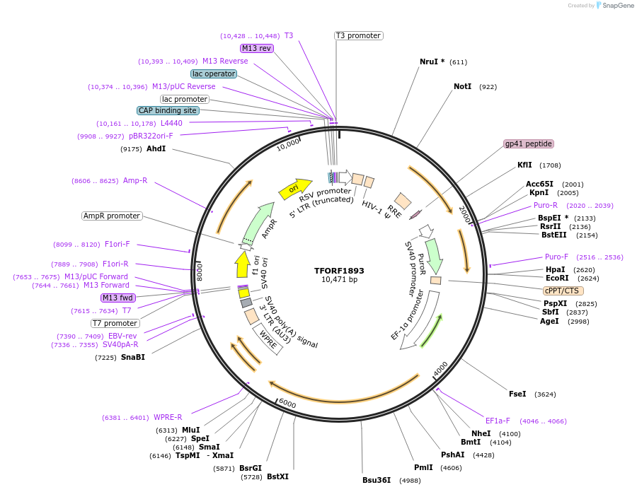 143165-plasmid-map-sequence-id-462932