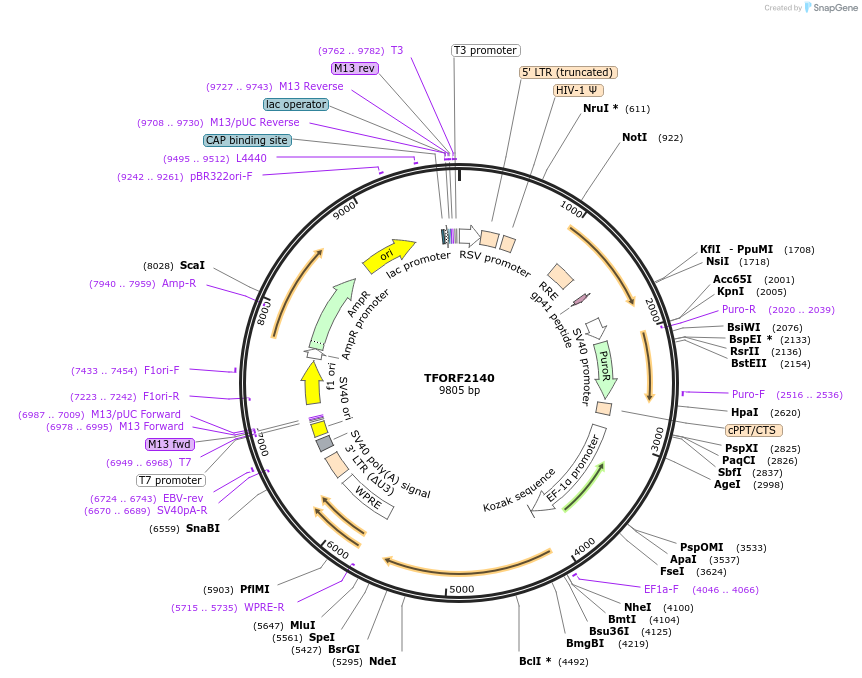 143345-plasmid-map-sequence-id-462934
