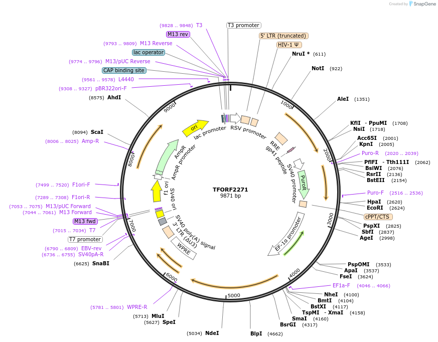 143358-plasmid-map-sequence-id-462937
