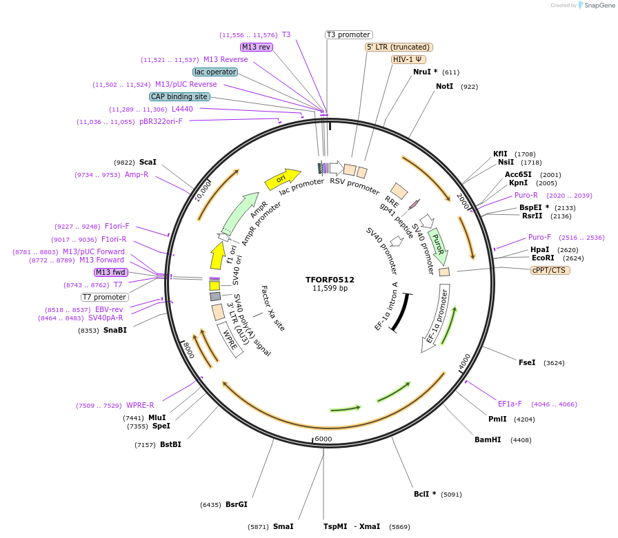 143409-plasmid-map-sequence-id-462939