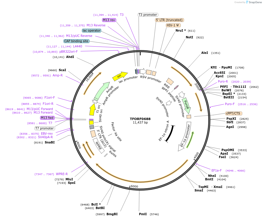 143431-plasmid-map-sequence-id-462941