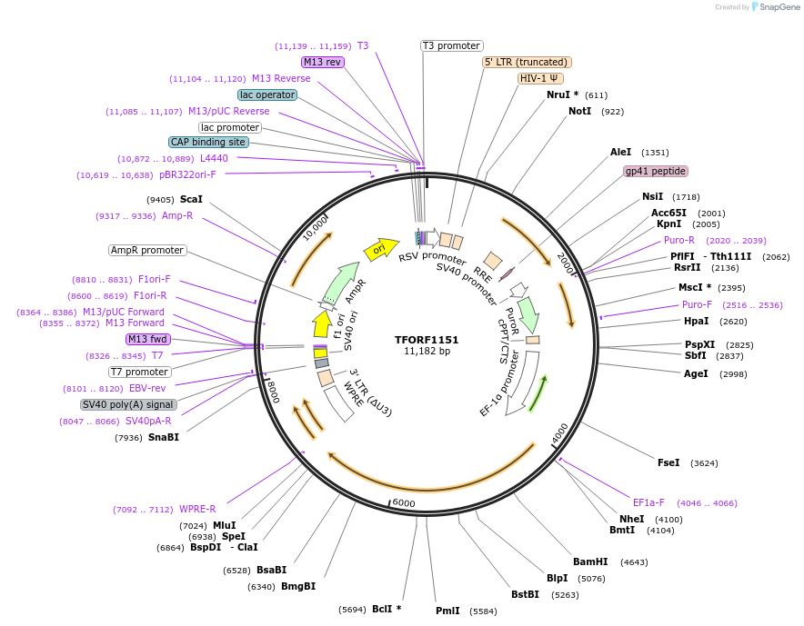 143470-plasmid-map-sequence-id-462943