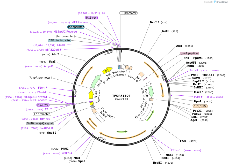 143548-plasmid-map-sequence-id-462944