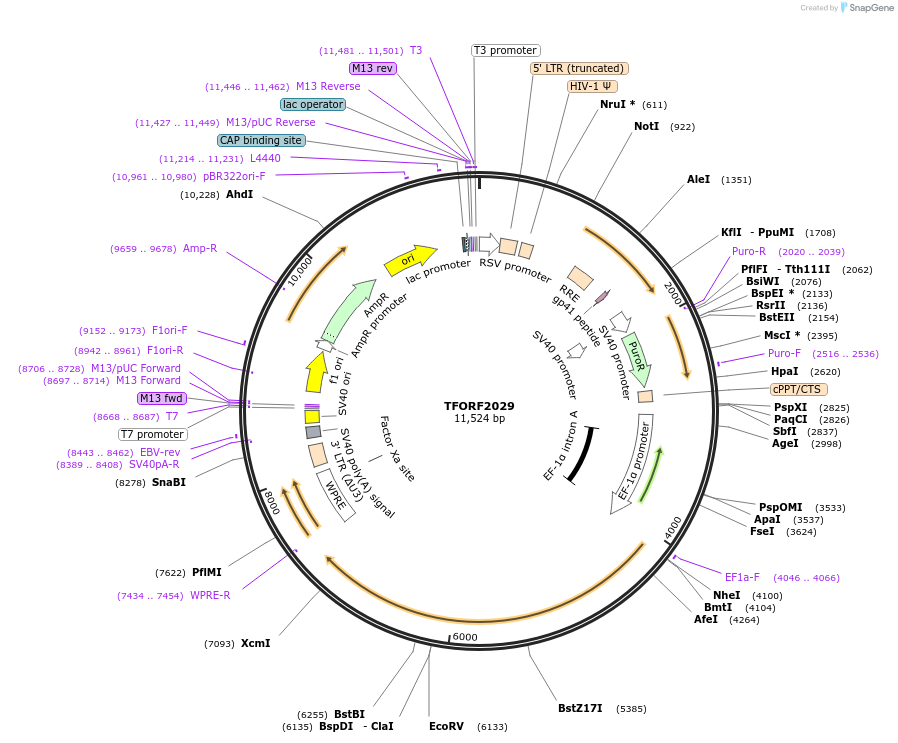 143566-plasmid-map-sequence-id-462946