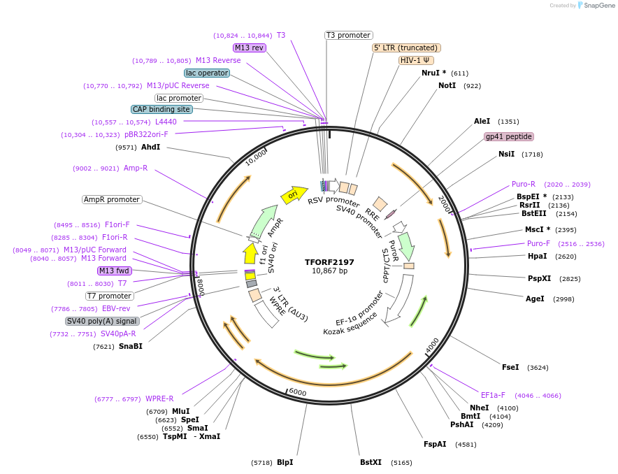 143575-plasmid-map-sequence-id-462947