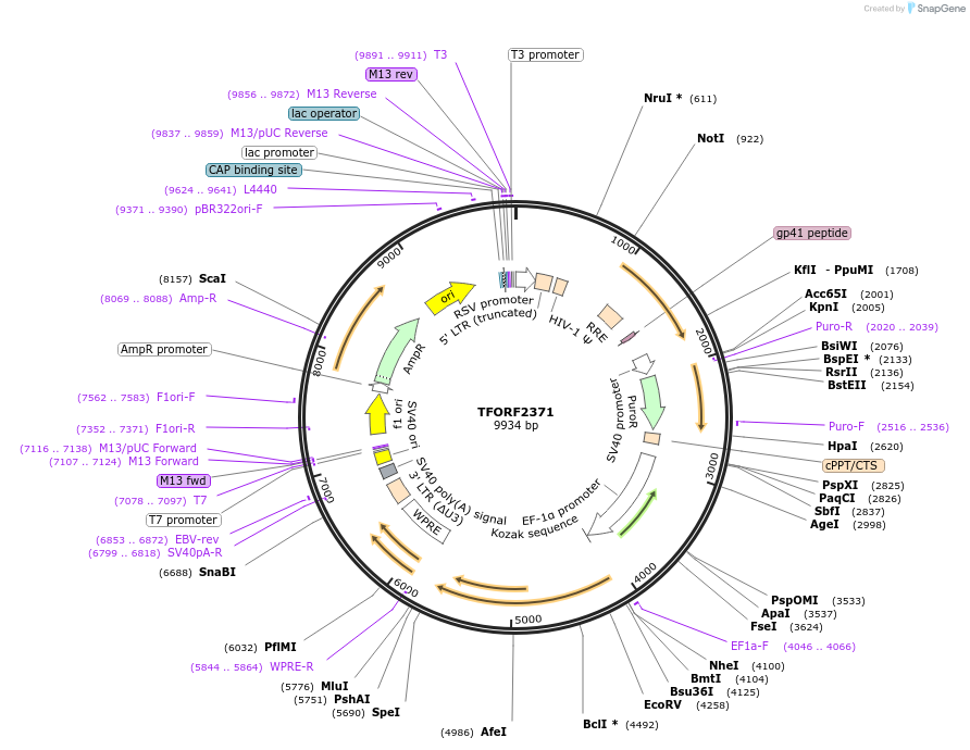 143588-plasmid-map-sequence-id-462948