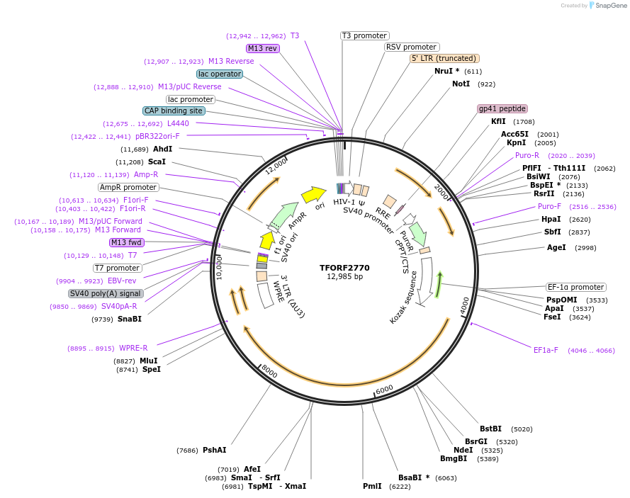 143613-plasmid-map-sequence-id-462949